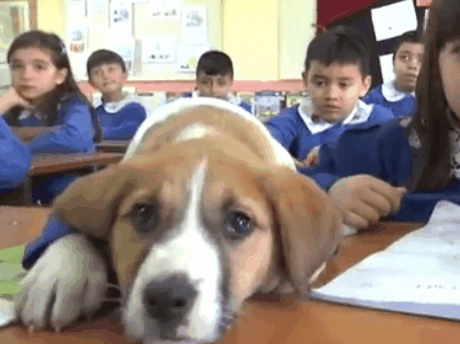 土耳其一所学校迎来了一位特殊的“学生” ，小狗穿着定制校服